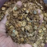 Chittelam | Holoptelia Integrifolia