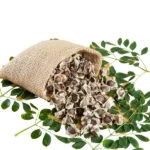 MURINGAKURU | Moringa Oleifera | Drumstick Seeds