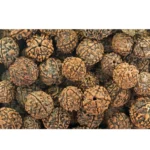 Rudraksham | Rudraksha Beads (1 pcs)